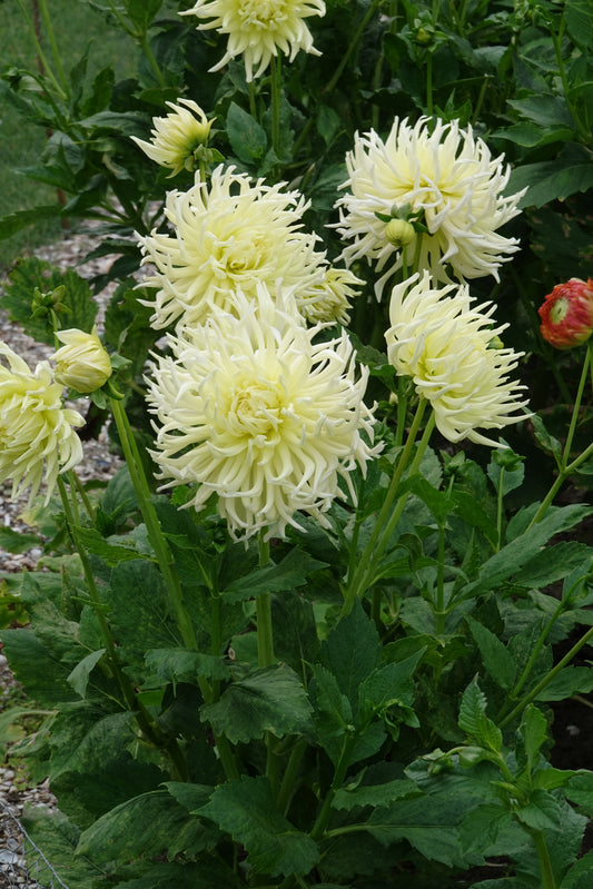 Dahlia Gelber Stern