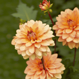 Dahlia Yelno Harmony
