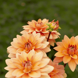 Dahlia Yelno Harmony