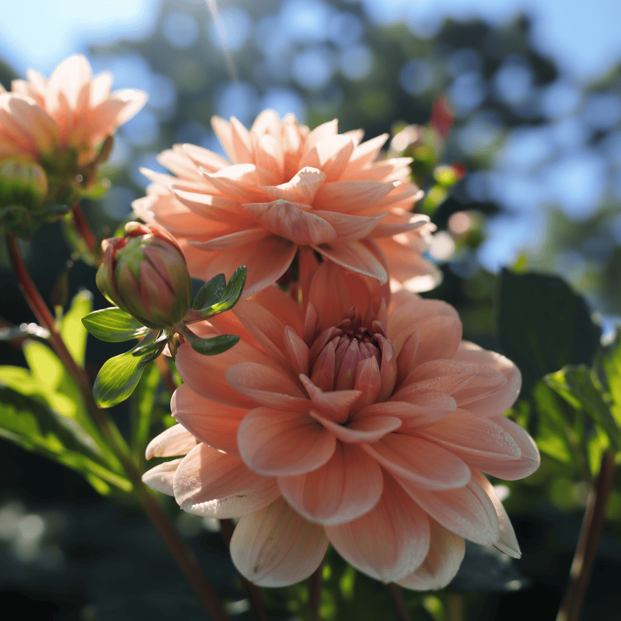 Dahlia Yelno Harmony