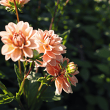 Dahlia Yelno Harmony