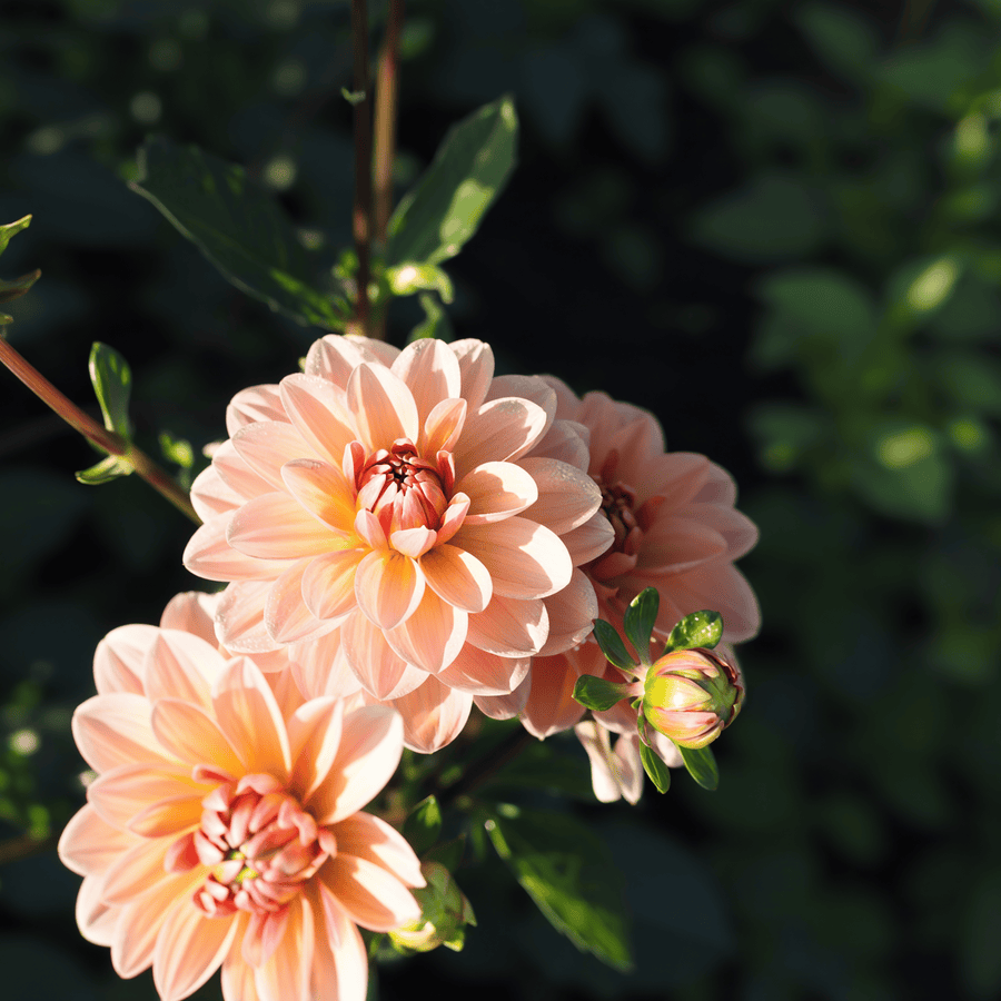 Dahlia Yelno Harmony