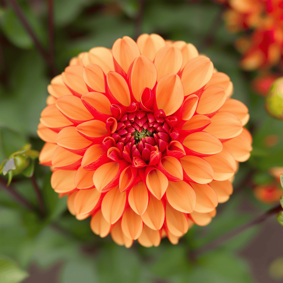 Dahlie American Sunset
