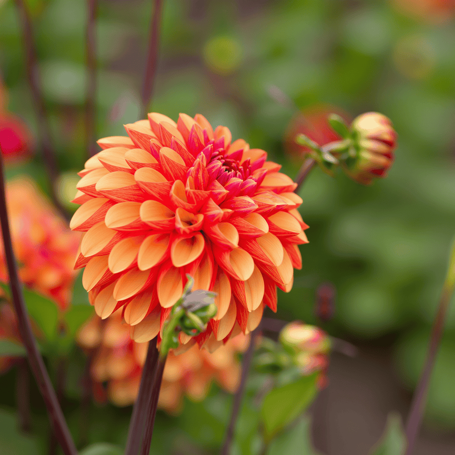 Dahlie American Sunset