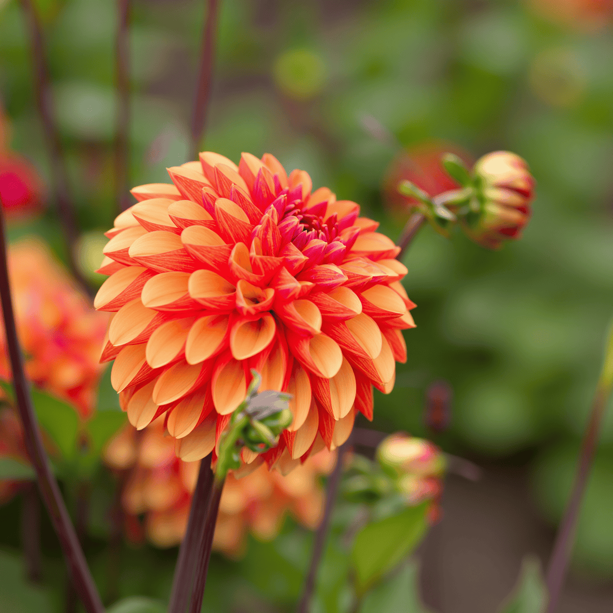 Dahlie American Sunset
