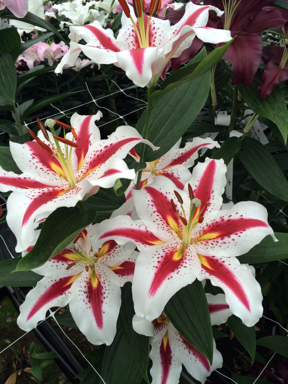 Lilium Big Smile