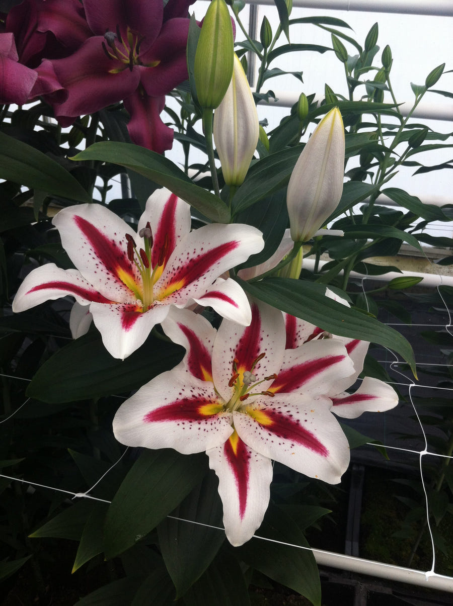 Lilium Big Smile