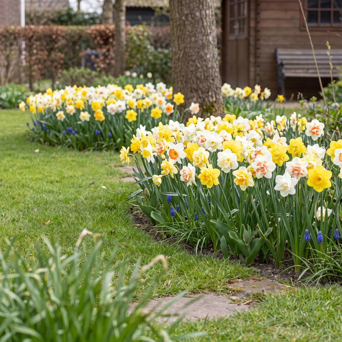 Blühende Narzissen in einem niederländischen Frühlingsgarten