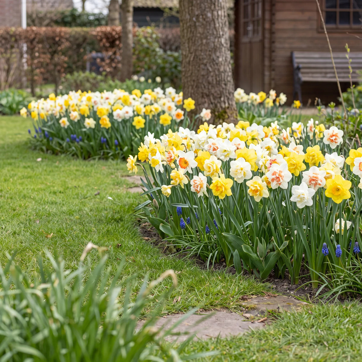 Blühende Narzissen in einem niederländischen Frühlingsgarten