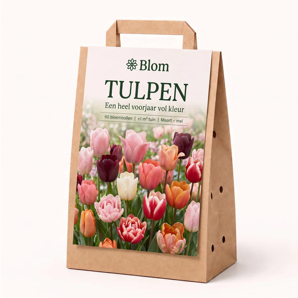 Blumengarten Tulpe