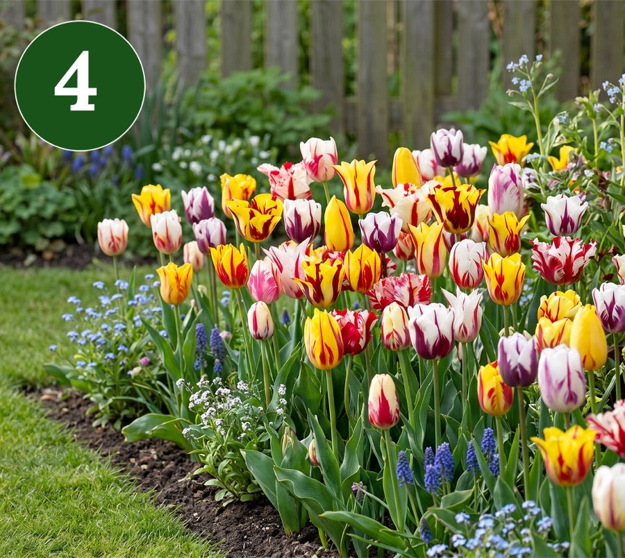 Schritt 4: Genießen Sie Ihren blühenden Garten