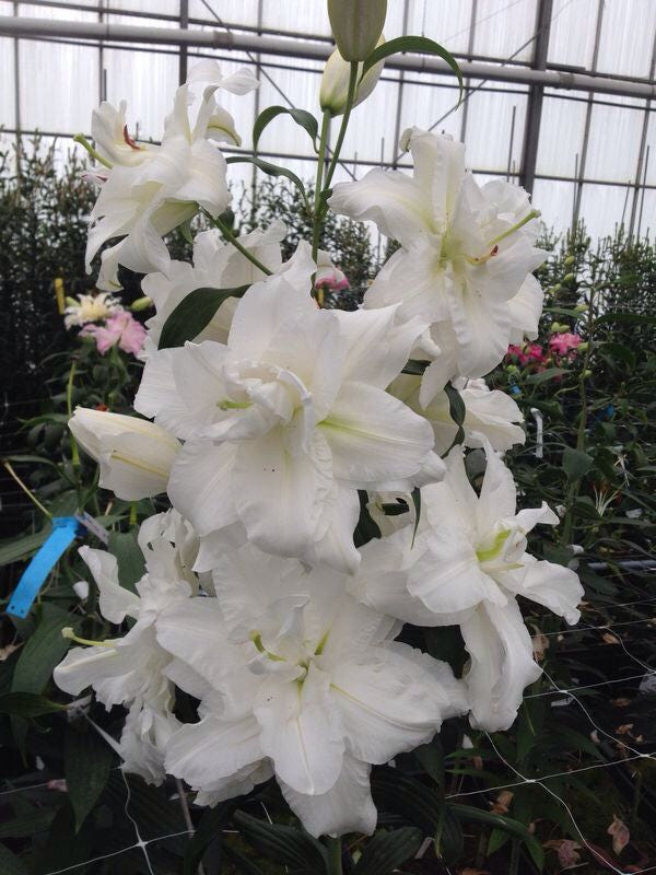 Lilium 'Bowl of Beauty'