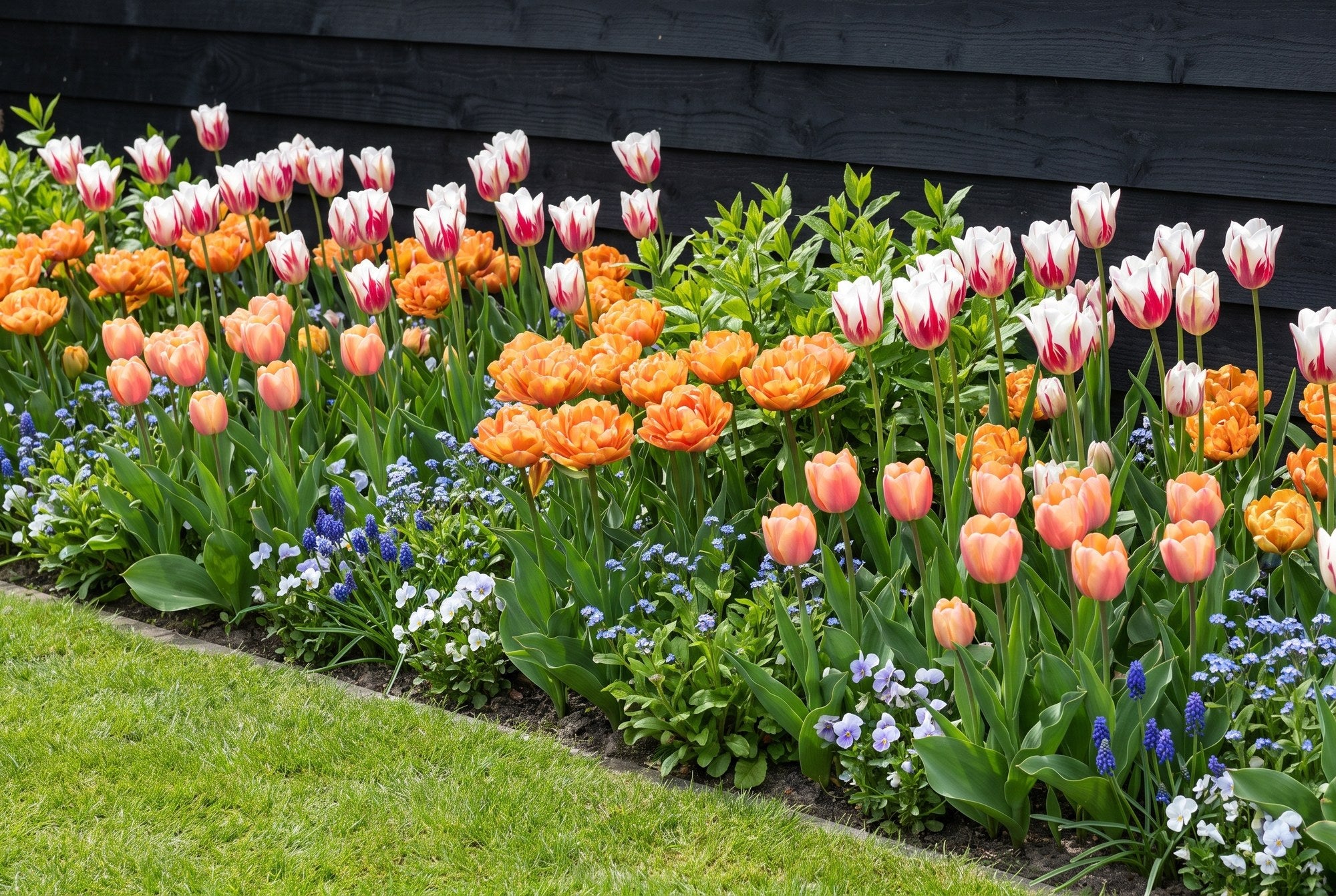 Farbenfroher Garten — Karneval