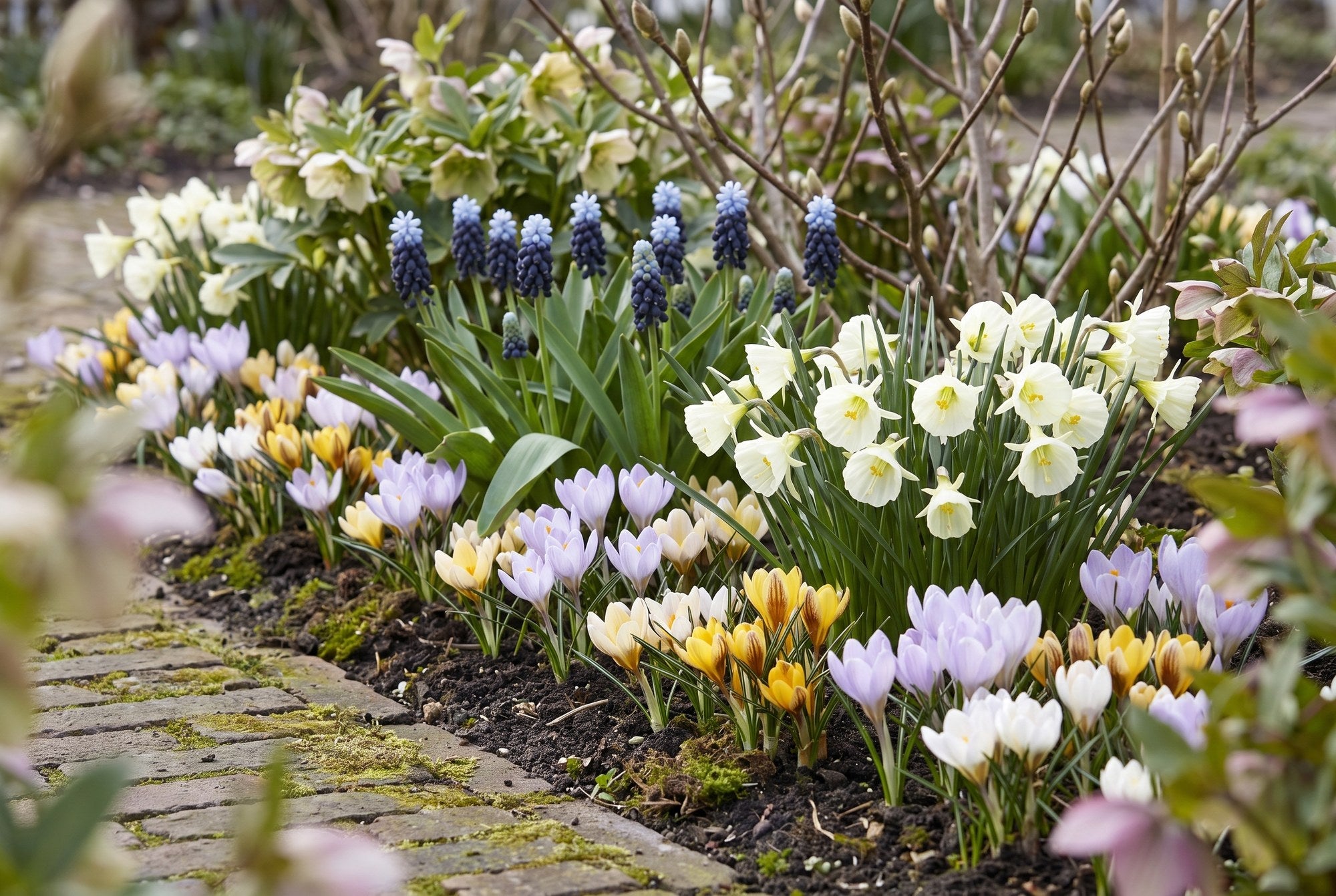 Naturgarten — Früher Frühling