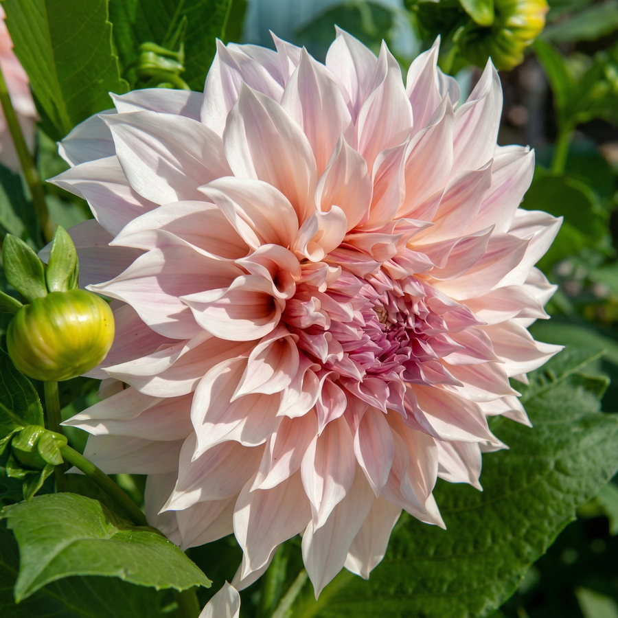 Dahlie Cafe au Lait