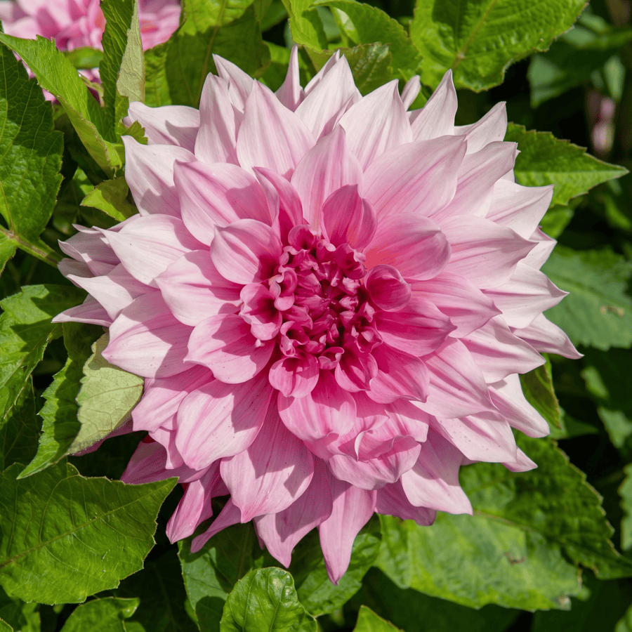 Dahlie Café au Lait Royal
