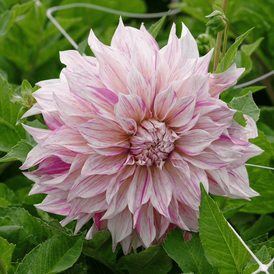 Dahlie Café au Lait Royal