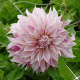 Dahlie Café au Lait Royal