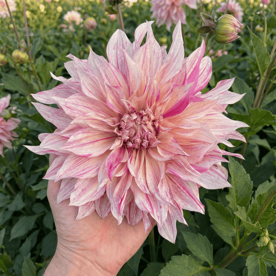Dahlie Cafe au Lait Twist