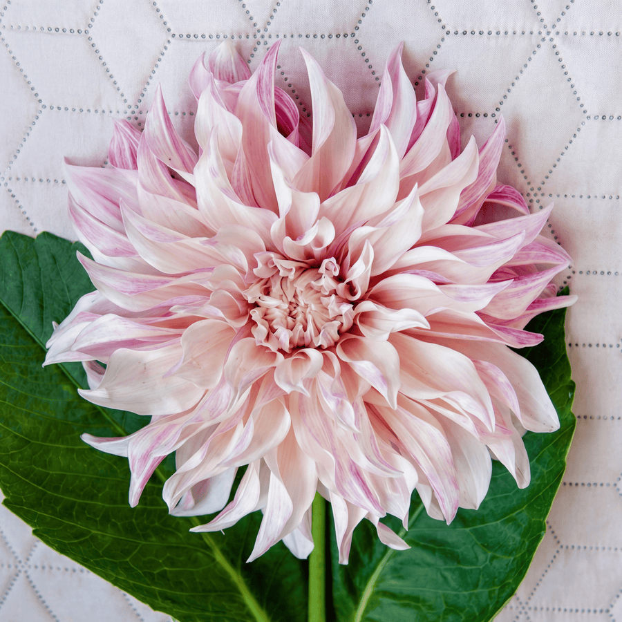 Dahlie Cafe au Lait Twist