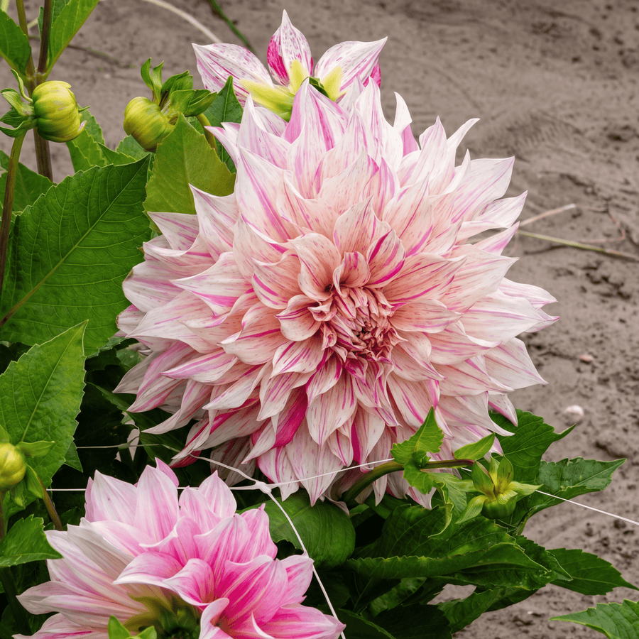 Dahlie Cafe au Lait Twist
