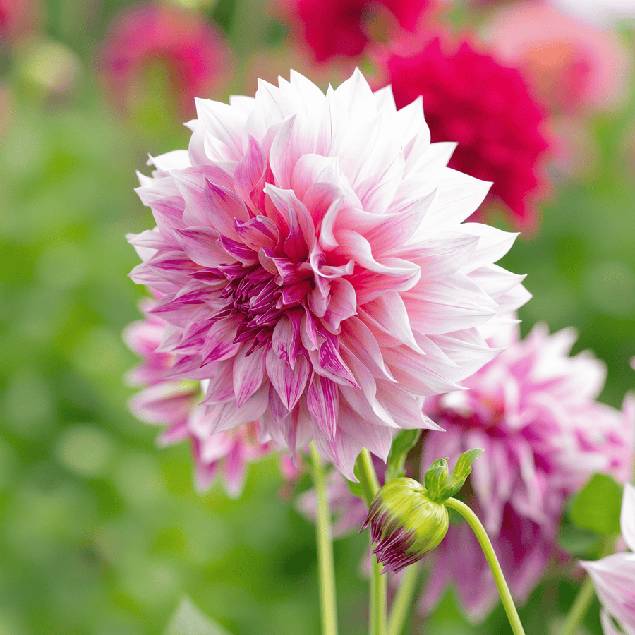 Dahlie Cafe au Lait Rose