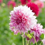 Dahlie Cafe au Lait Rose