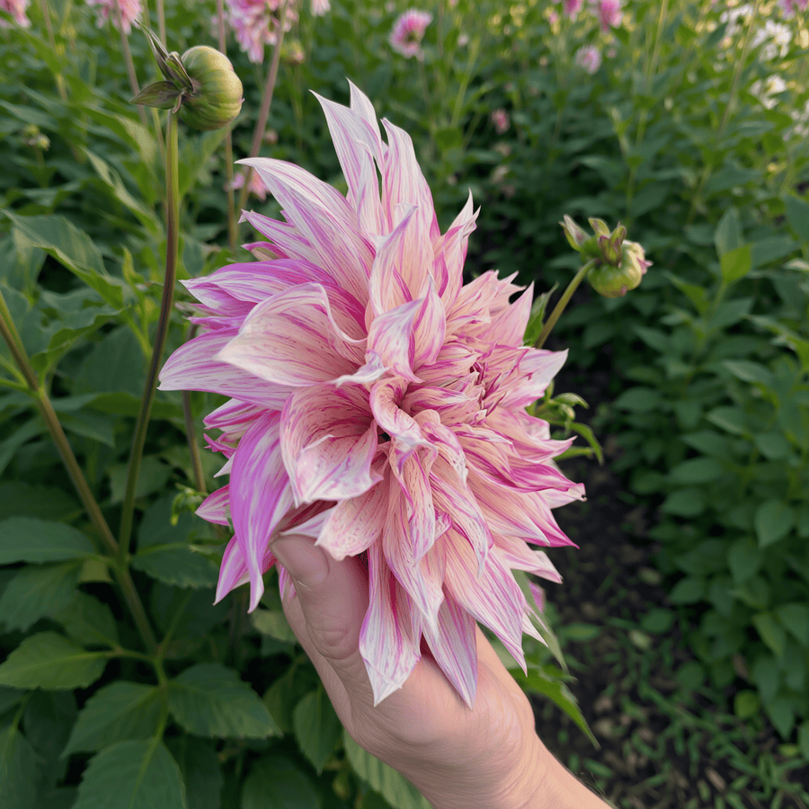 Dahlie Café au Lait Royal
