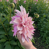 Dahlie Café au Lait Royal
