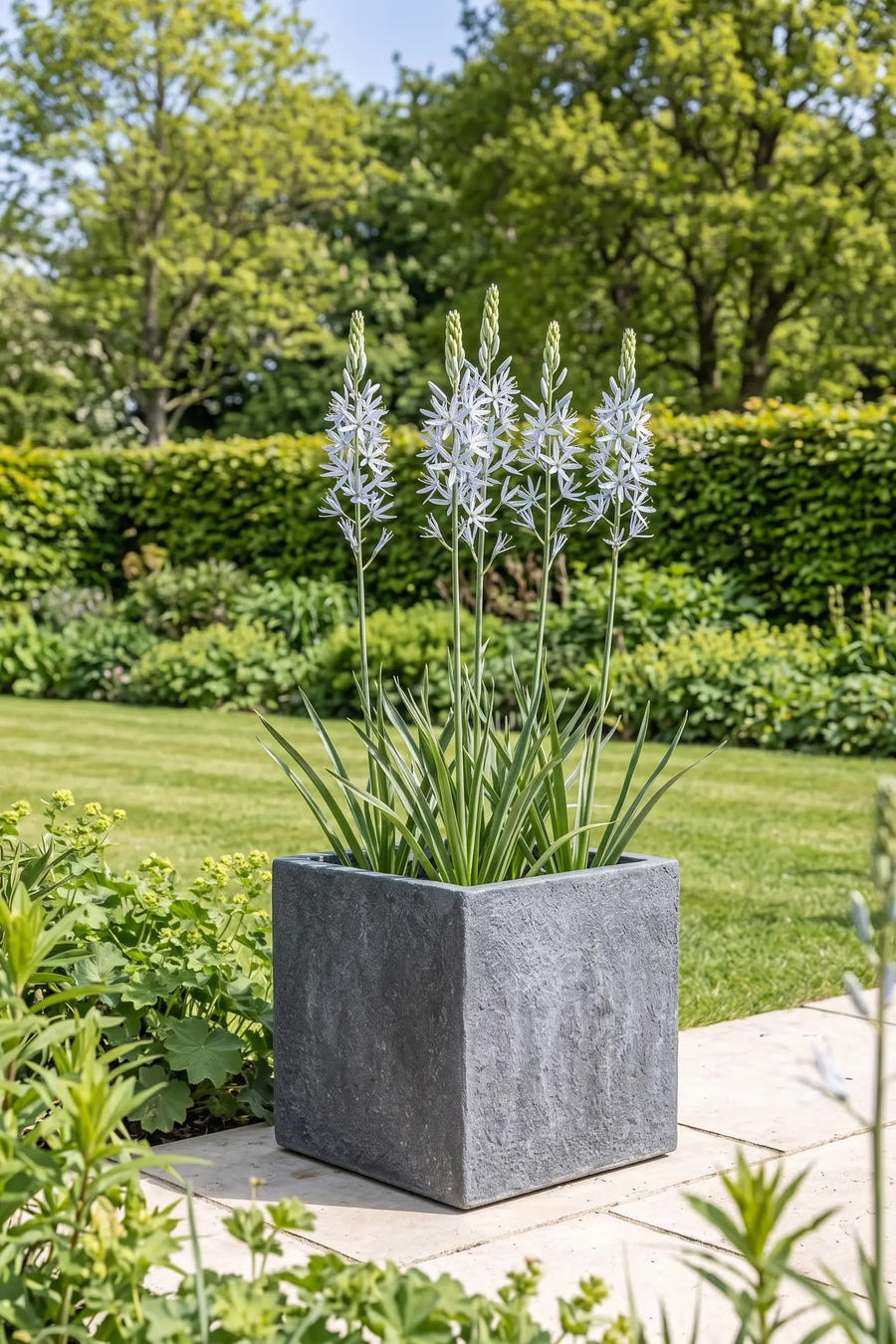 Camassia Cusickii — in pot op terras, extra beeld