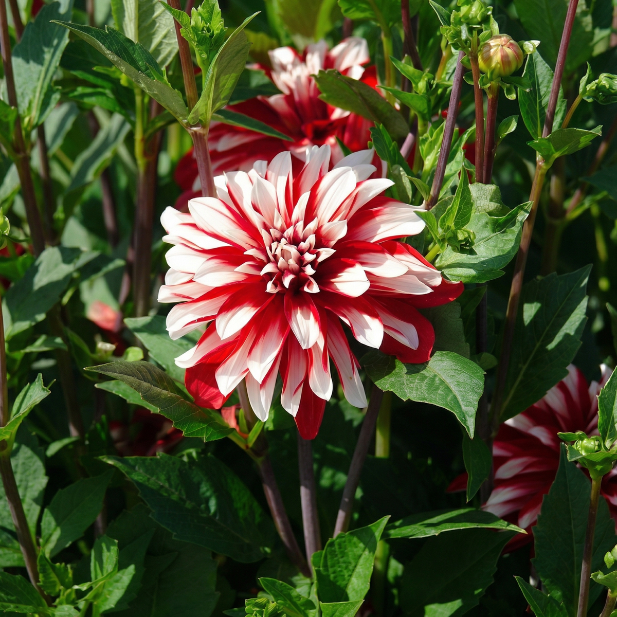 Kollektion Blüten der Leidenschaft