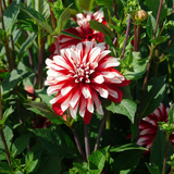 Kollektion Blüten der Leidenschaft