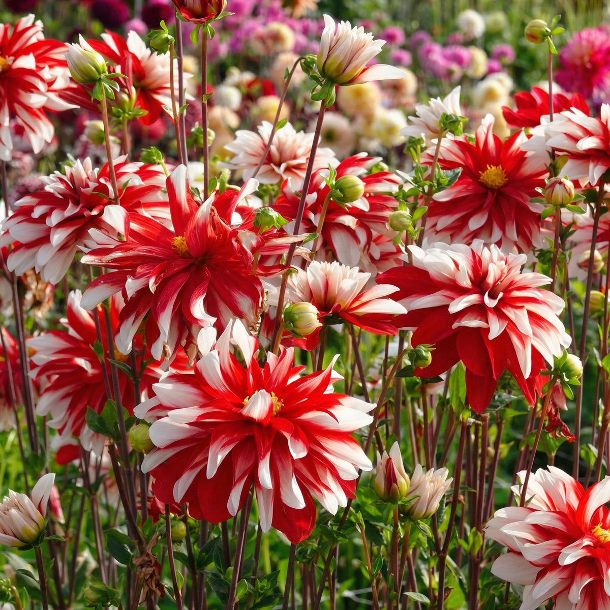 Kollektion Blüten der Leidenschaft