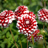 Kollektion Wachsende Liebe