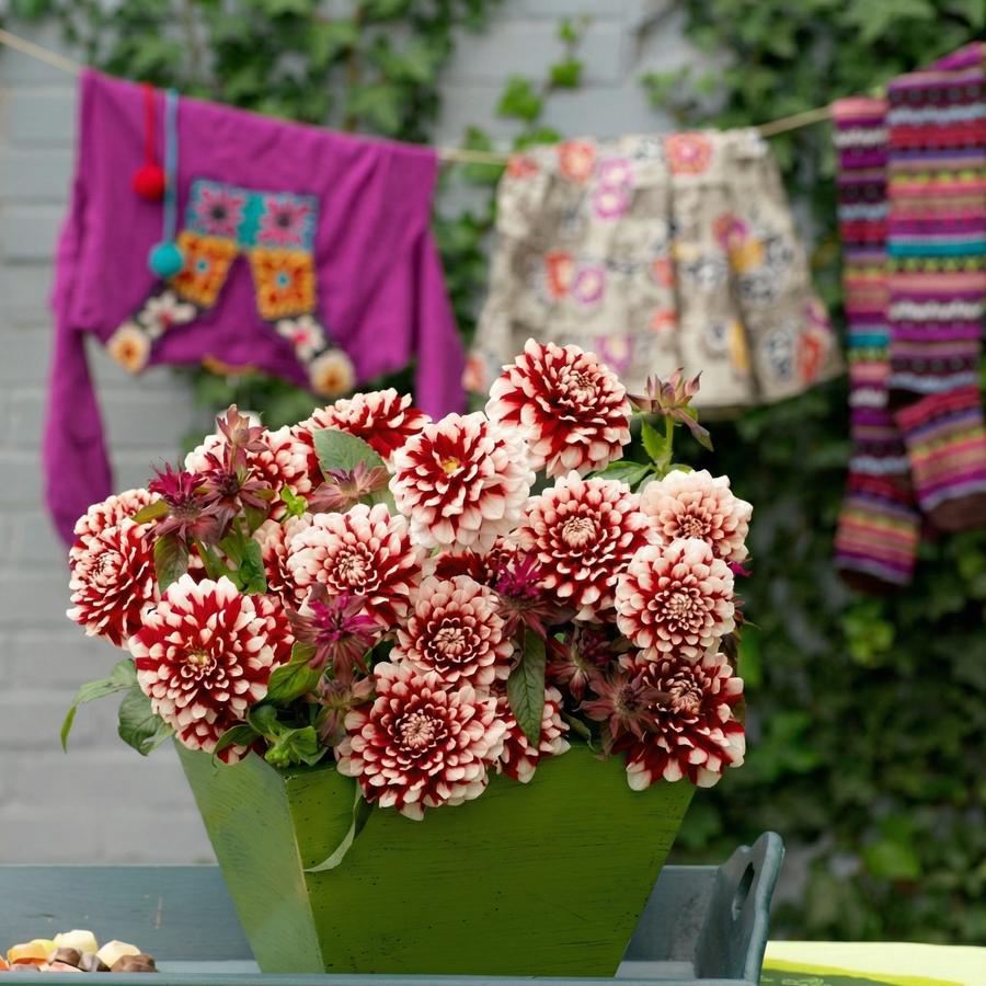 Dahlia Checkers