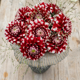Dahlia Schachbrett