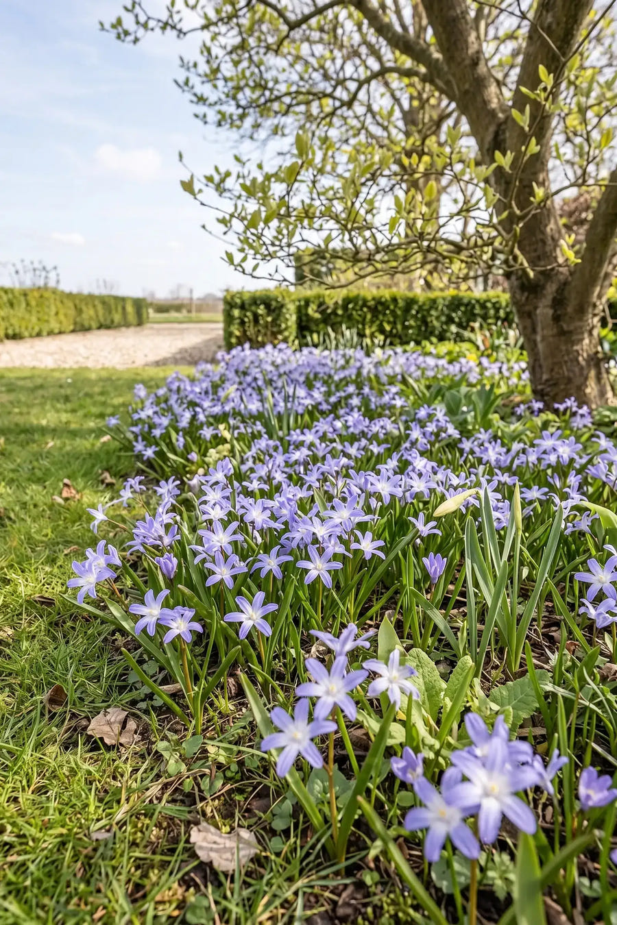 Chionodoxa Luciliae — groep in de tuinborder