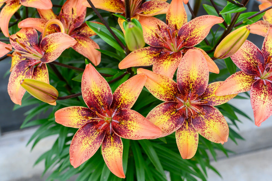 Lilium Tribal Dance