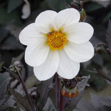 Sammlung Klassische Romanzen