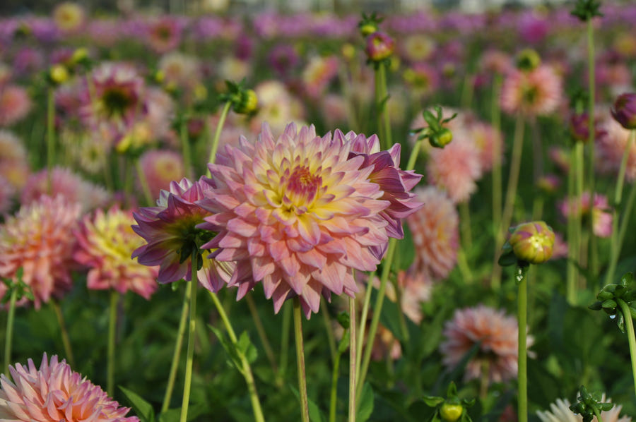 Dahlia Romantique