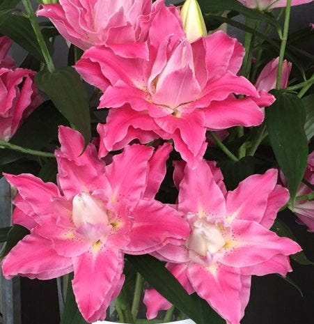 Lilium Dreamline