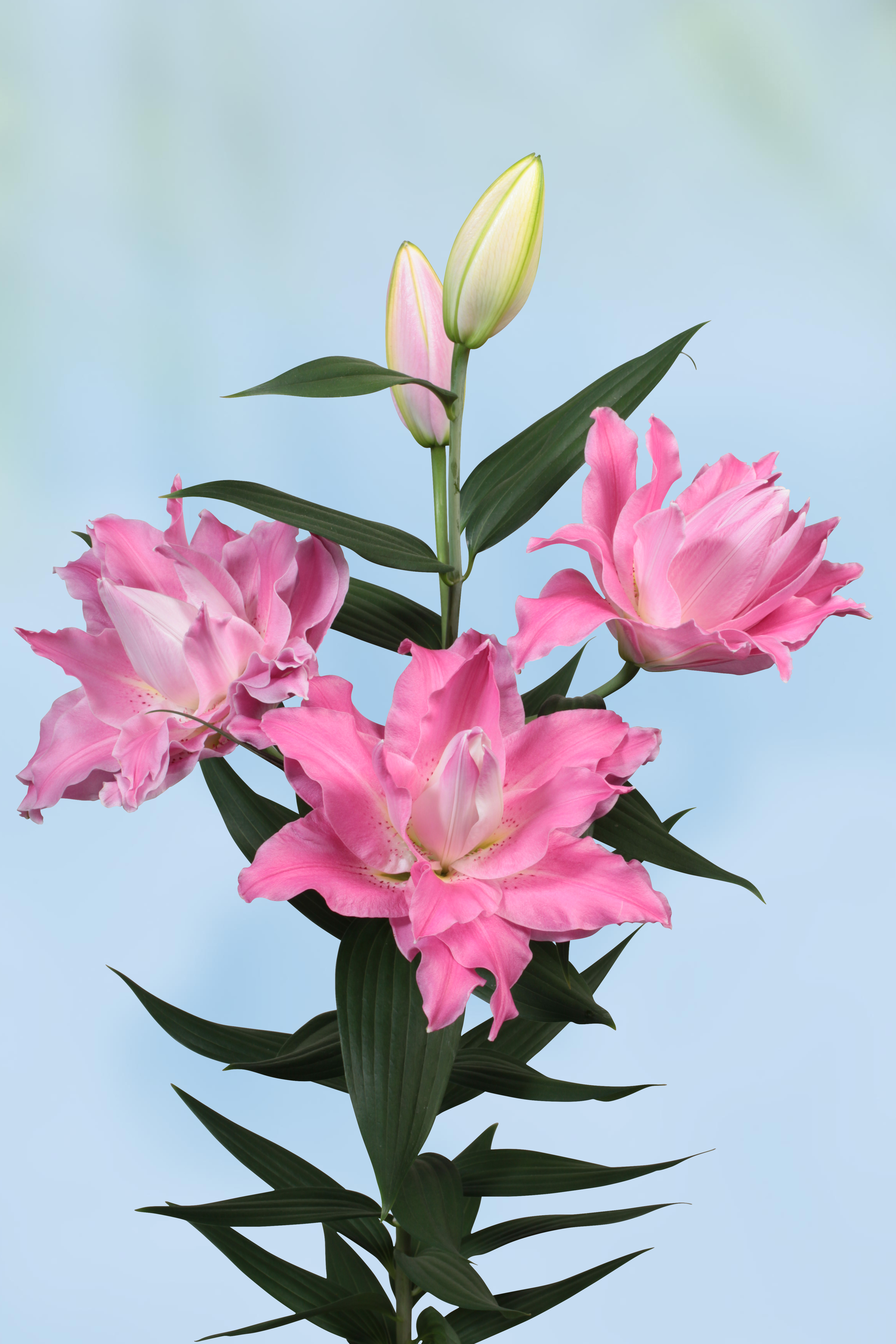 Lilium Dreamline