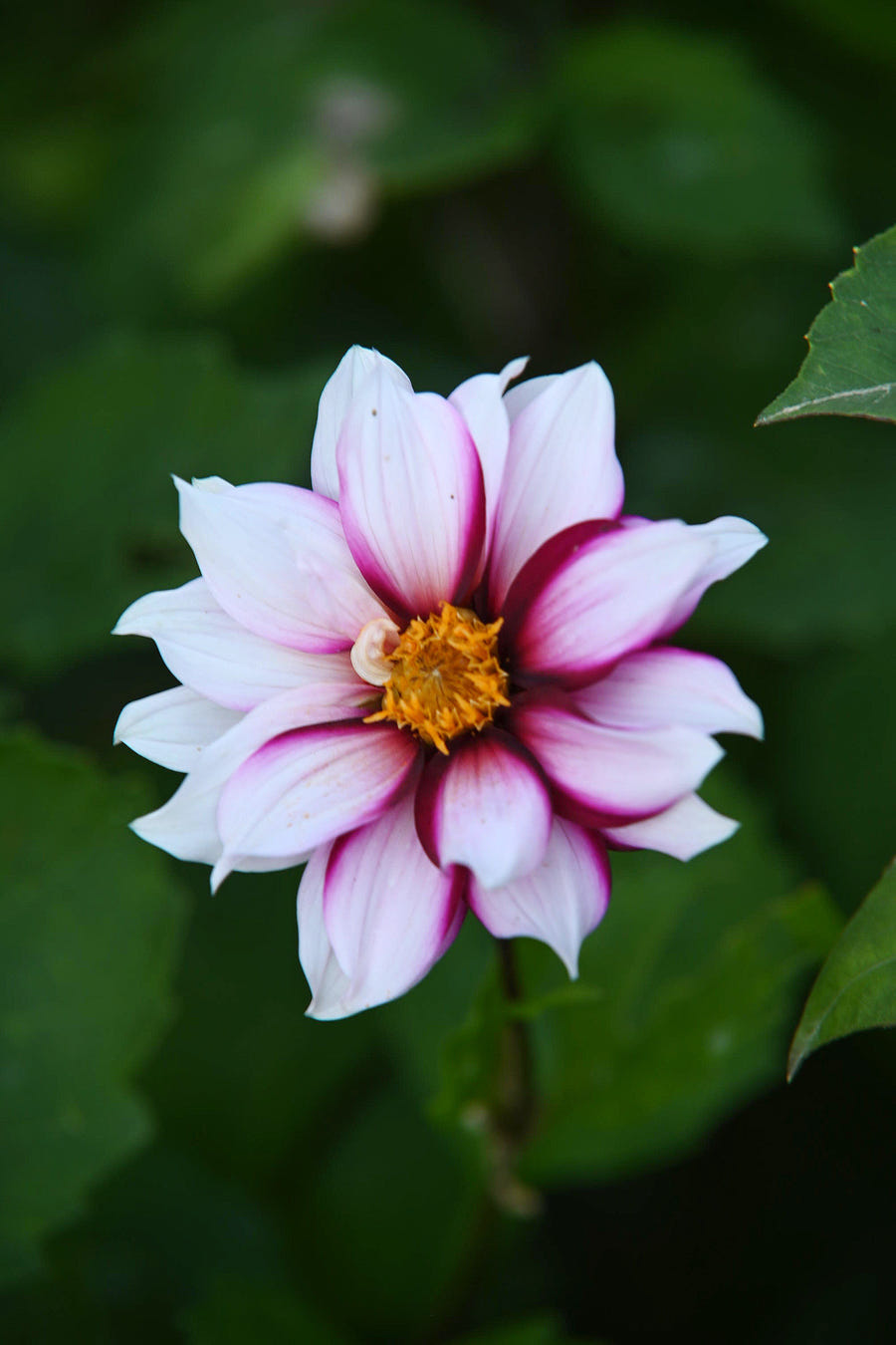 Dahlie Edge of Joy