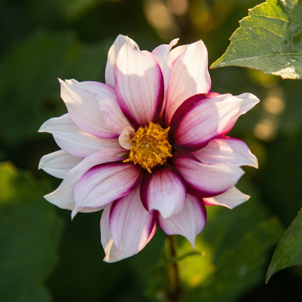 Sammlung Einzigartige Herzen