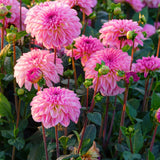 Kollektion Rosa Herzen