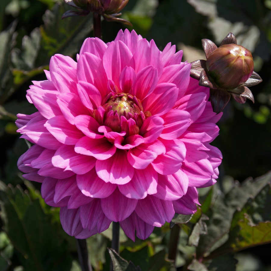 Dahlie Melody Fanfare