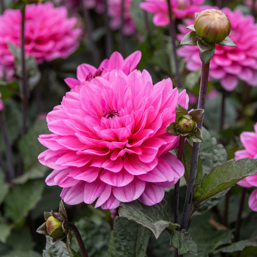 Dahlie Melody Fanfare