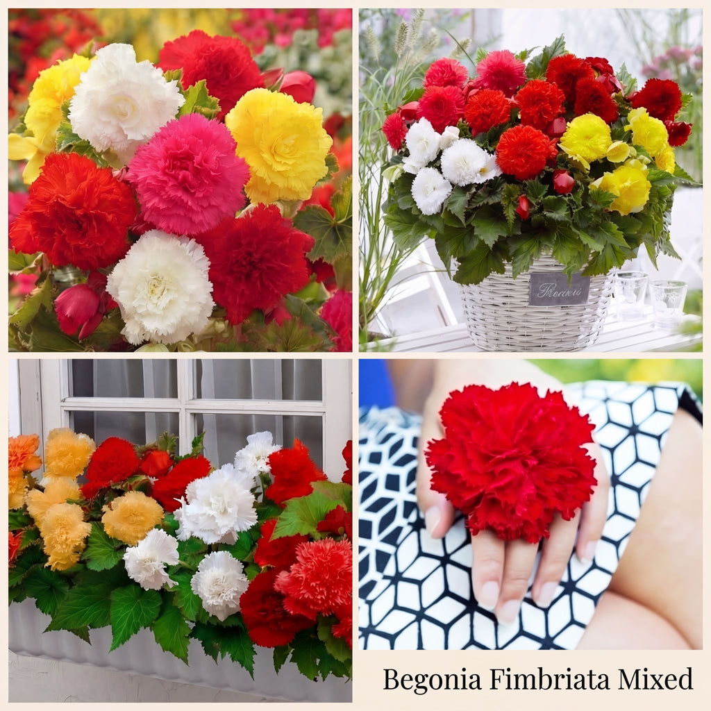 Begonia Sommergarten-Kollektion