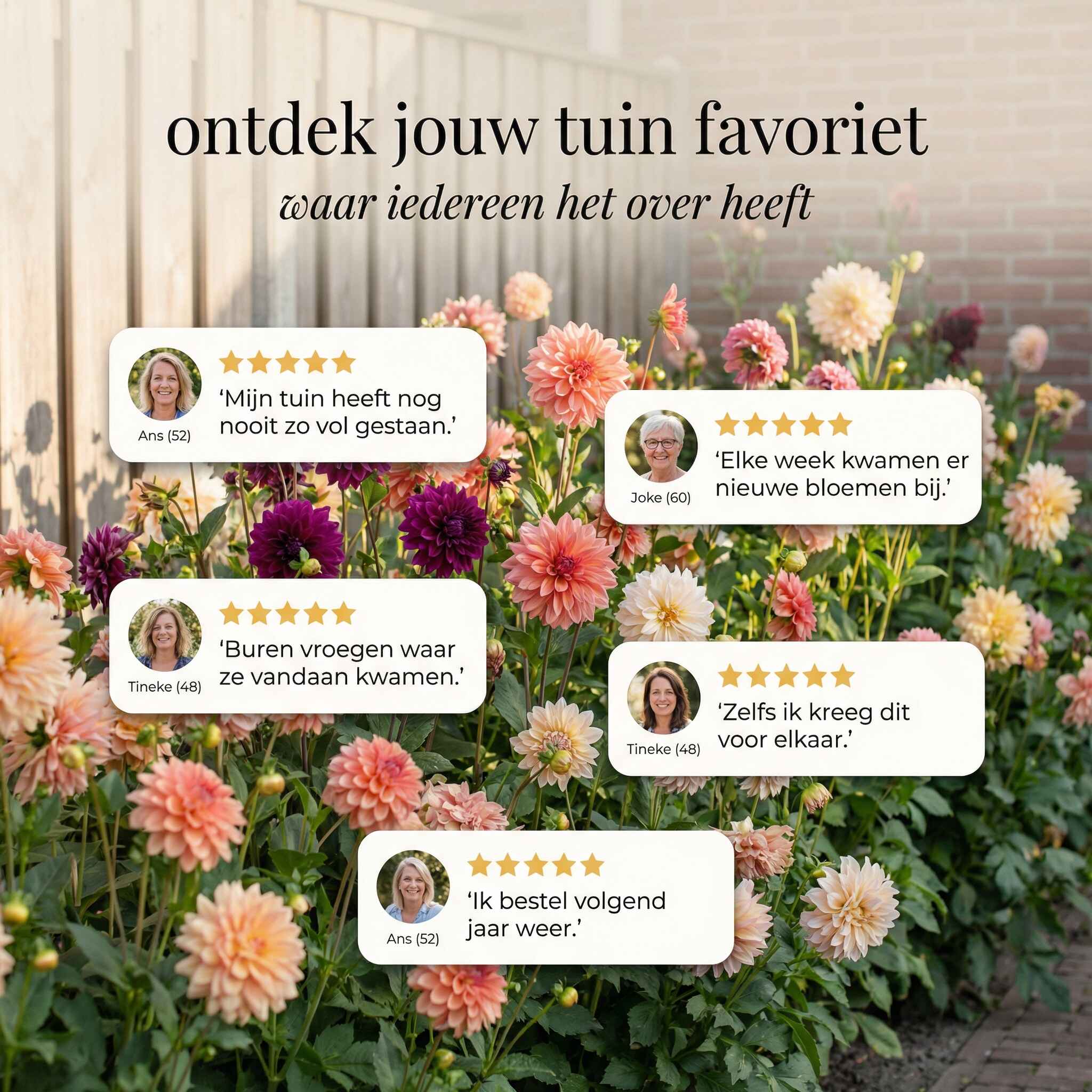 Begonia Sommergarten-Kollektion