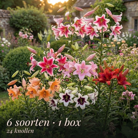 Lilien-Sommergarten-Kollektion
